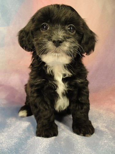 Female Lhasa Bichon puppy for sale #29 Born February 7th 2012